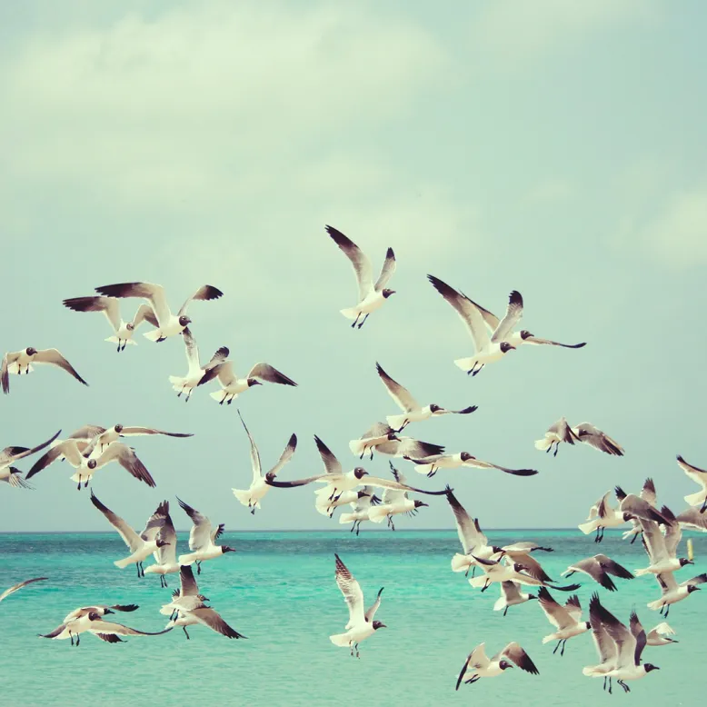 City of birds