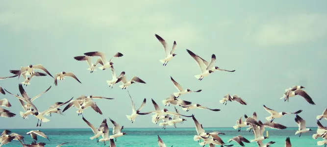 Cité des oiseaux