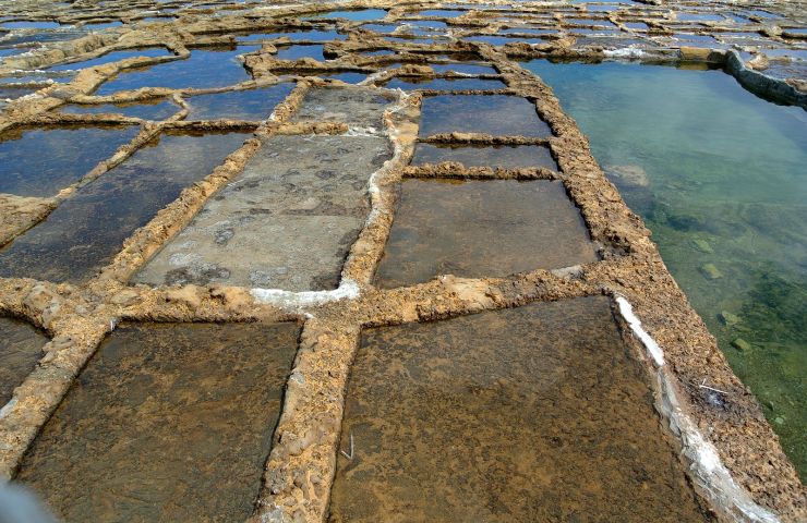 Salt Marshes of Life