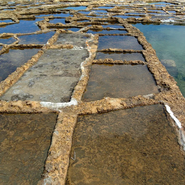 Salt Marshes of Life