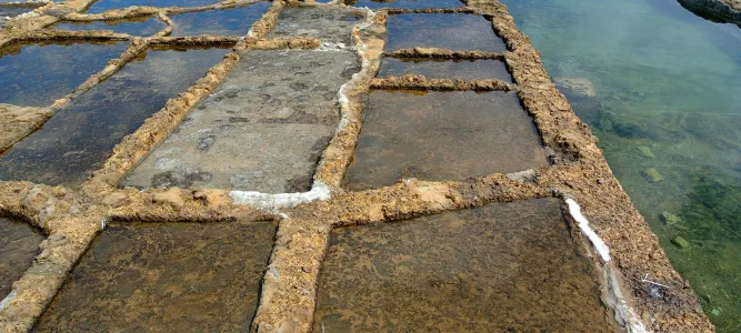Salt Marshes of Life