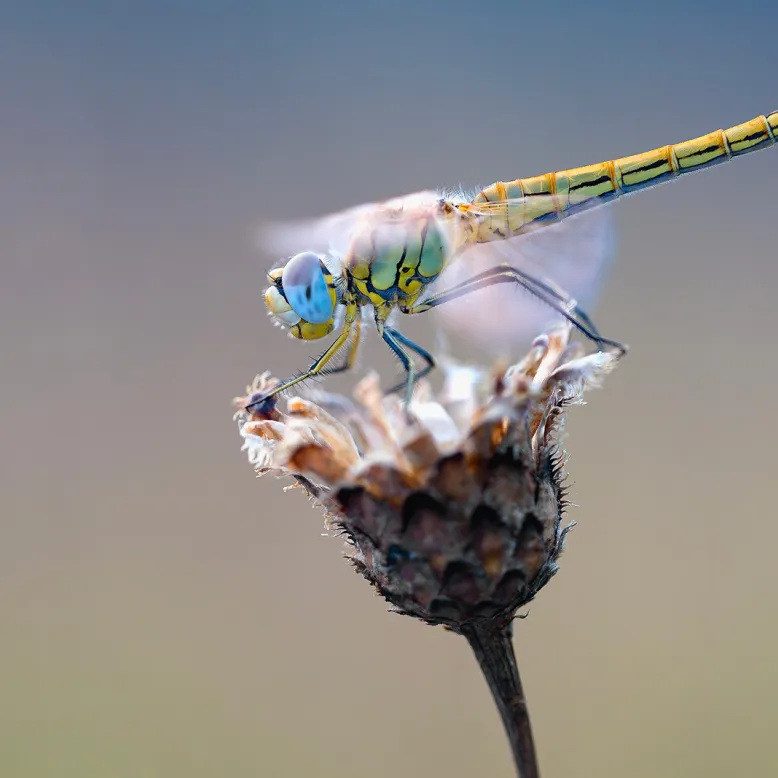 House of Dragonflies