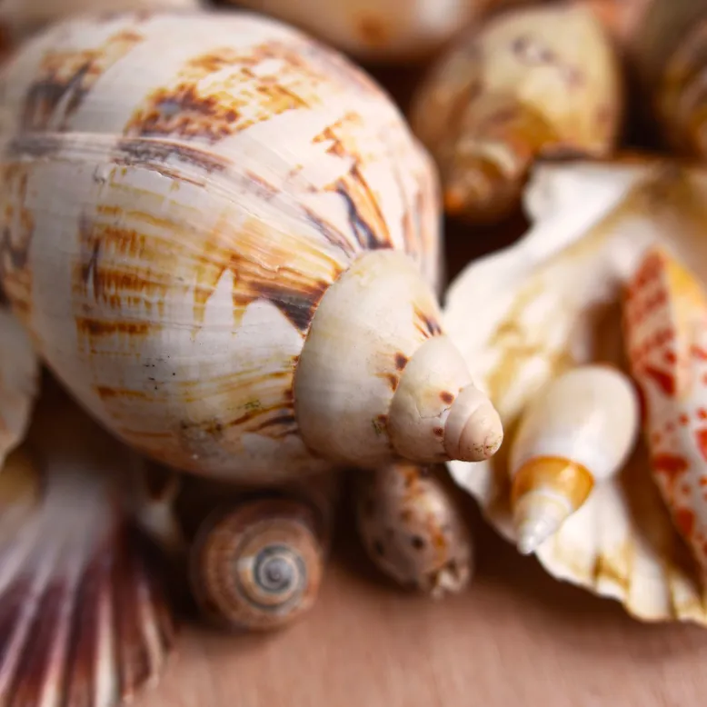 Museum du Coquillage