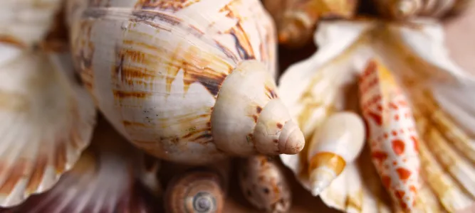Shell Museum