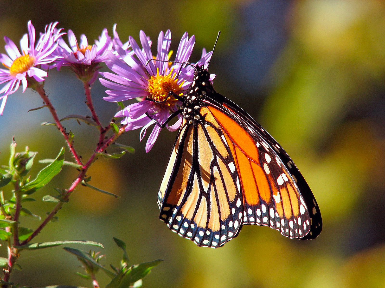 Butterfly Island