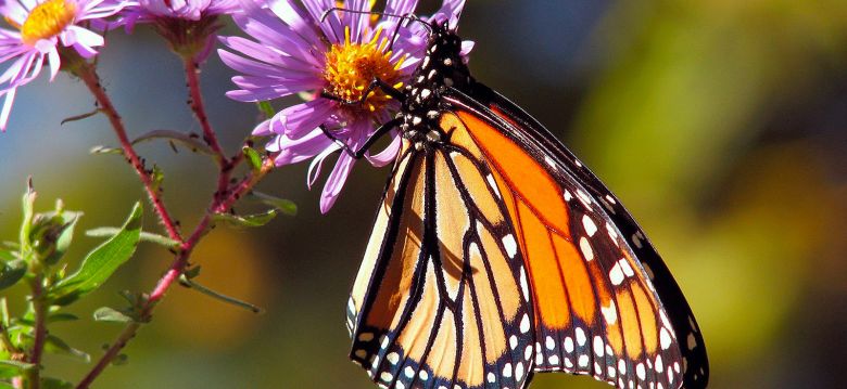 L'île aux Papillons