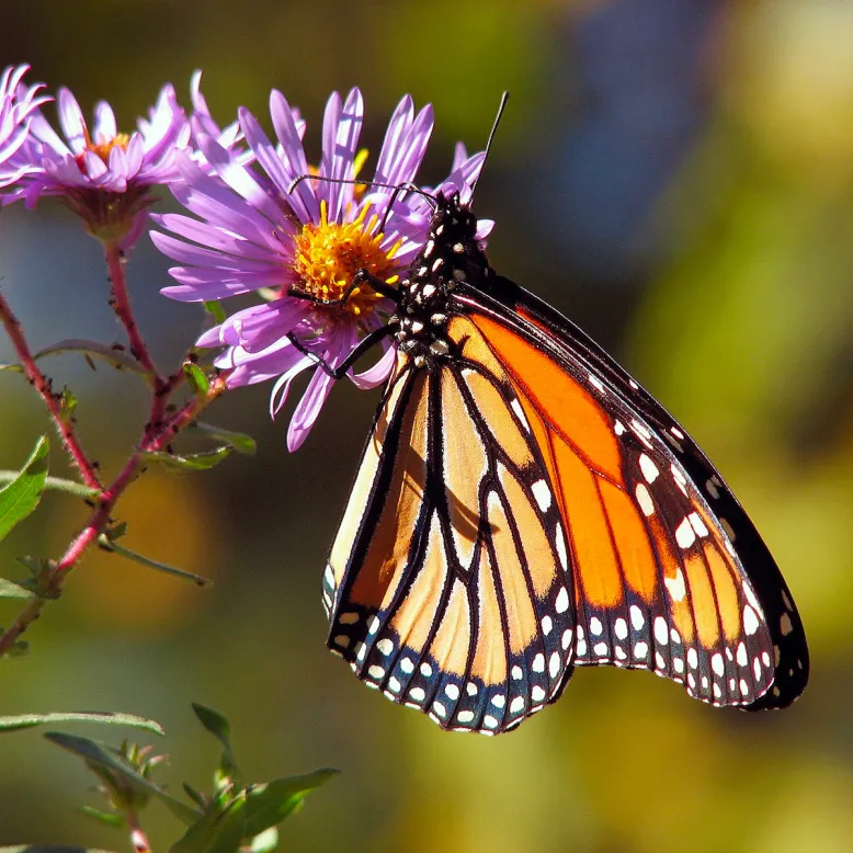 Butterfly Island
