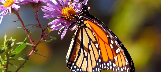 Butterfly Island