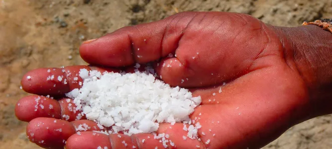 Marais salants de l'île d'Olonne