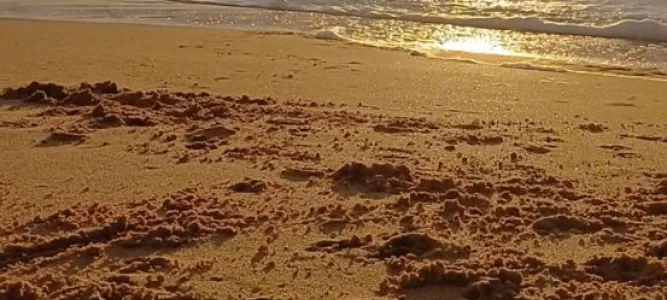 Plage de Tanchet