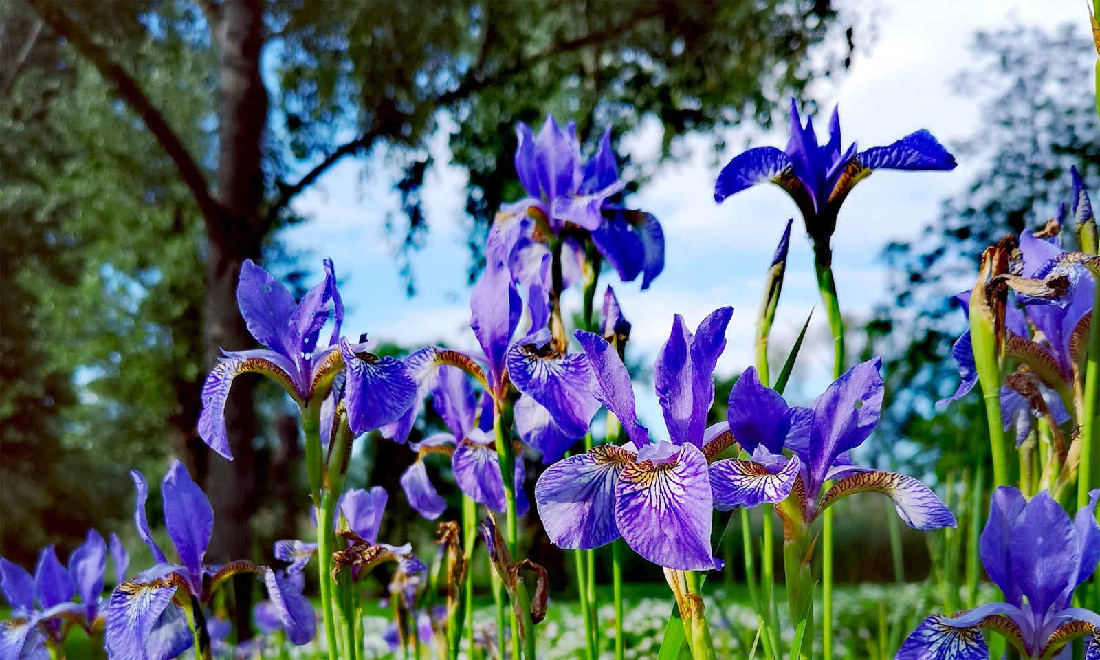 The Gardens of Montjoie