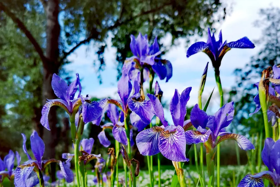 The Gardens of Montjoie