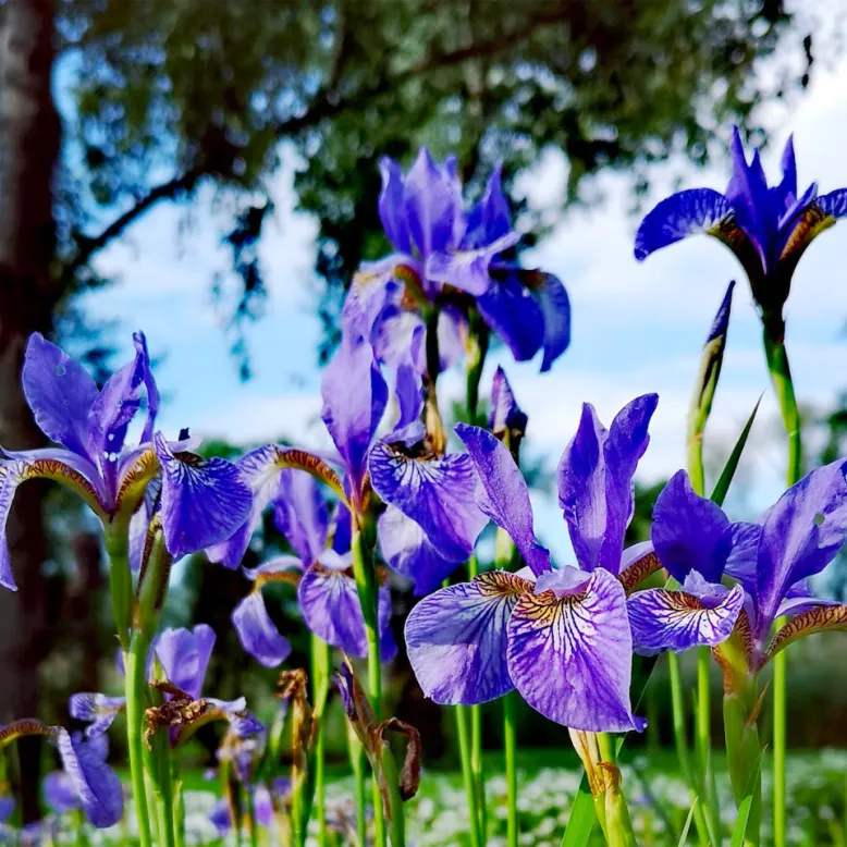 Les Jardins de Montjoie