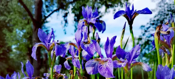 Les Jardins de Montjoie