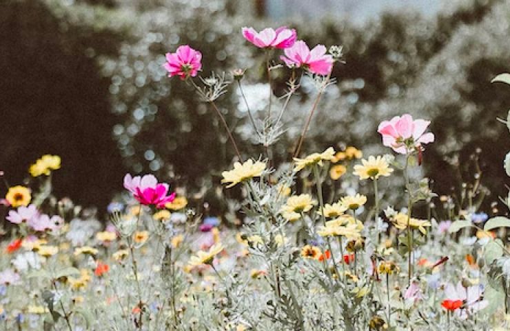 Parc de la Sénardière