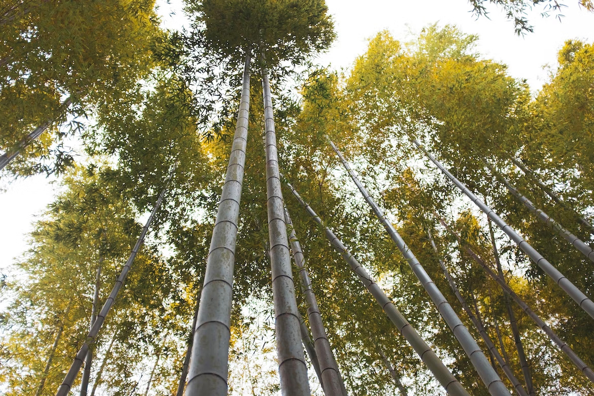 Parc Philippe Perrocheau