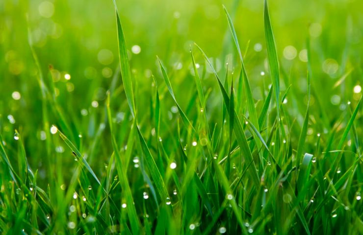 Le Jardin de Vaulieu