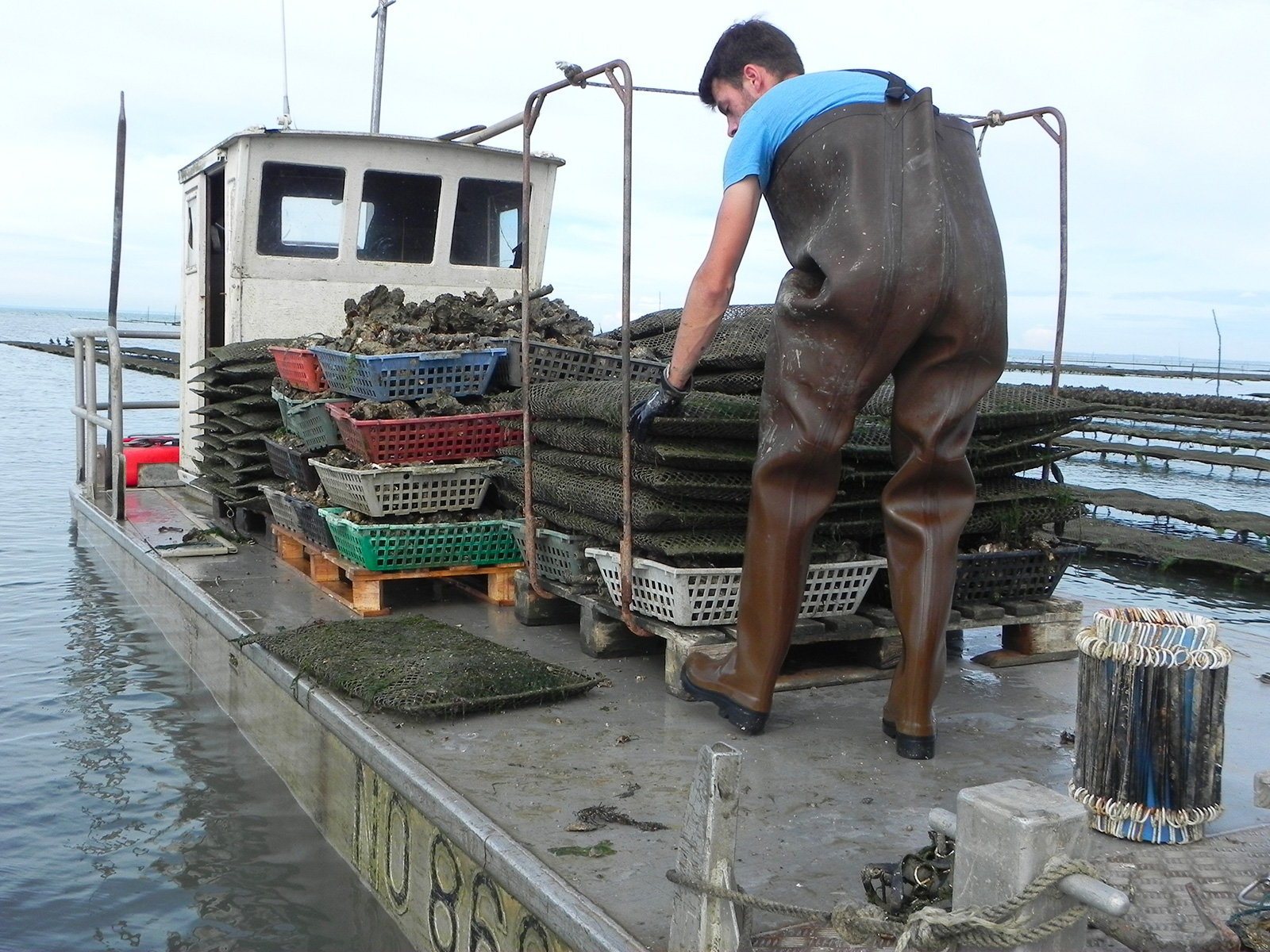 Guyau Oysters