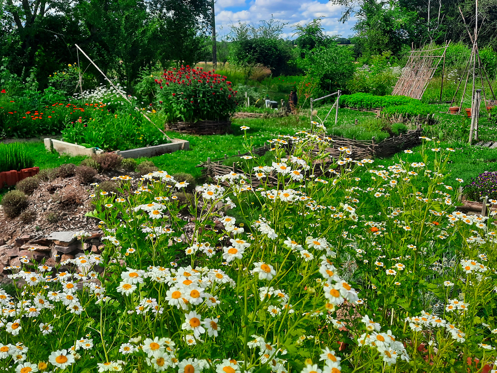 Les Fées des Herbes