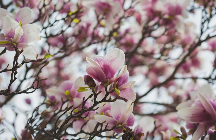 Park of the Clemenceau-De Lattre National Museum