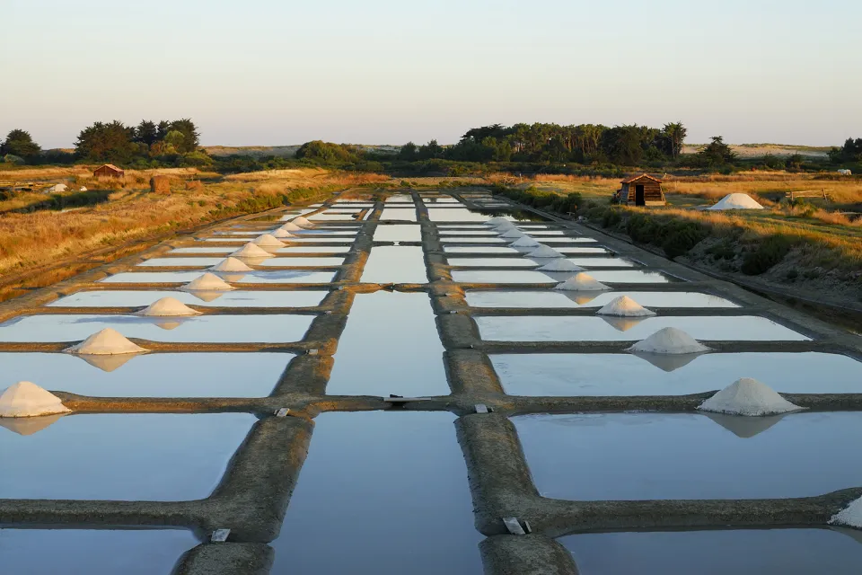Coopérative des Producteurs de sel de l’Ouest