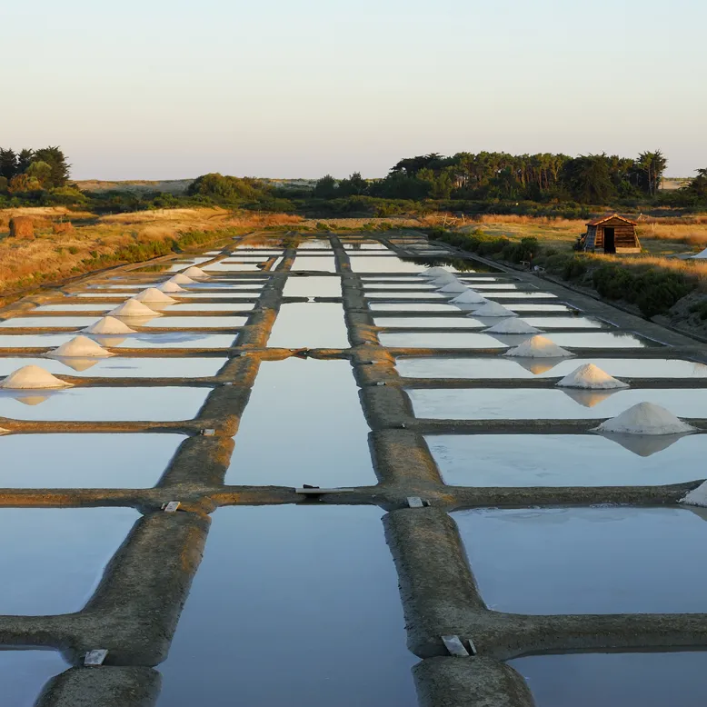 Coopérative des Producteurs de sel de l’Ouest