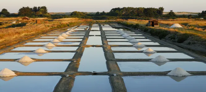 Coopérative des Producteurs de sel de l’Ouest