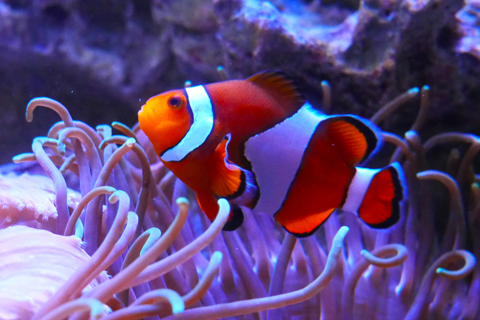 Aquarium de Vendée