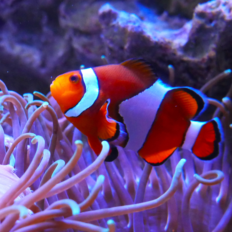 Aquarium de Vendée