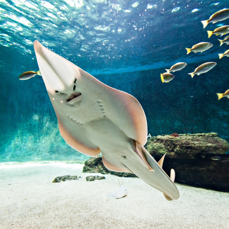 Aquarium de Vendée