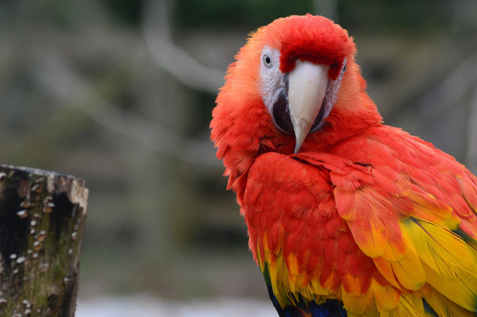 Natur'Zoo Mervent