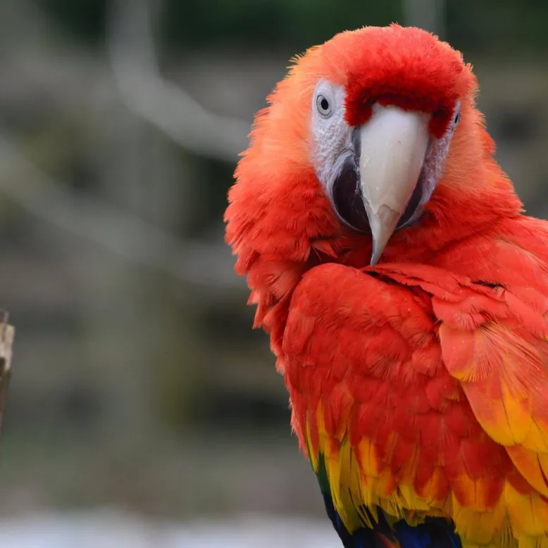 Natur'Zoo Mervent