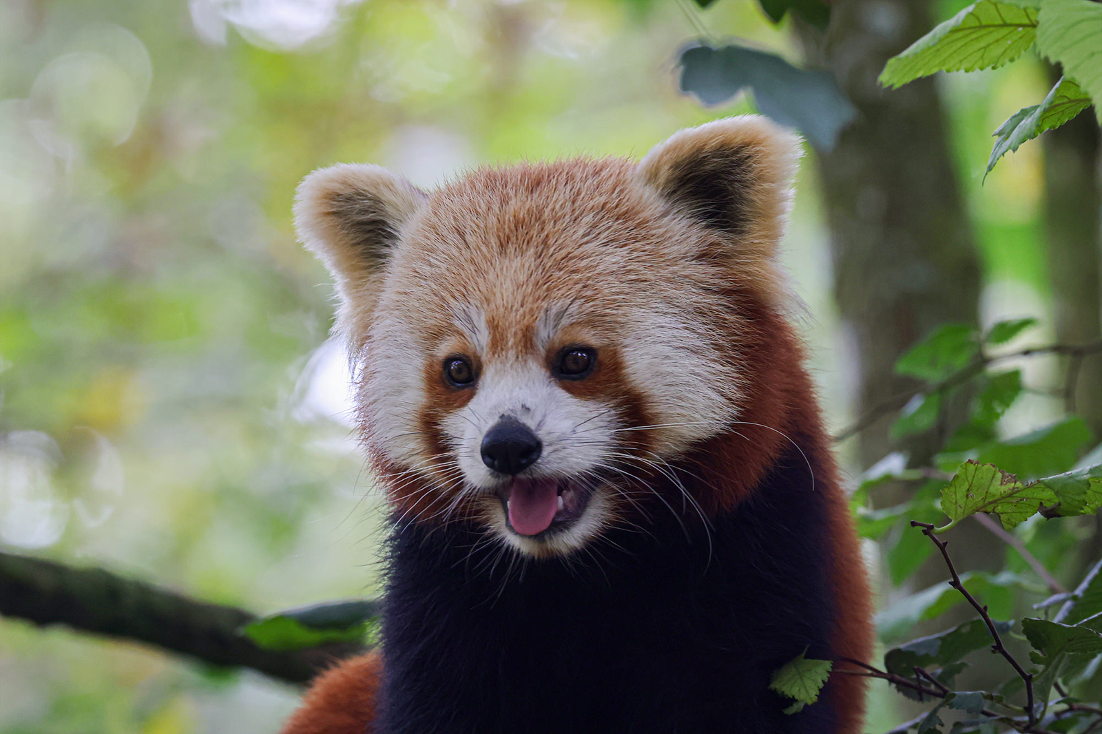 Natur'Zoo Mervent
