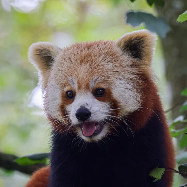 Natur'Zoo Mervent