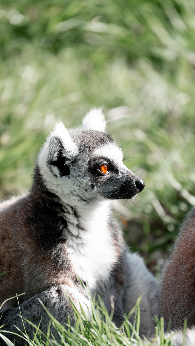 Natur'Zoo Mervent