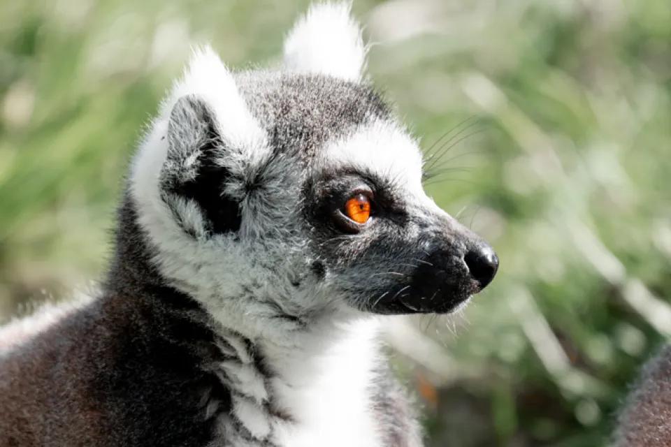 Natur'Zoo Mervent