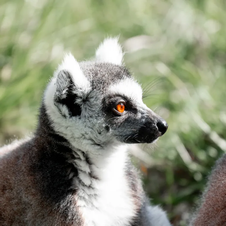 Natur'Zoo Mervent