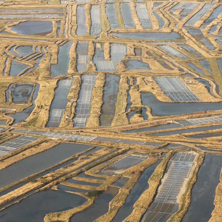 Coopérative des Producteurs de sel de l’Ouest