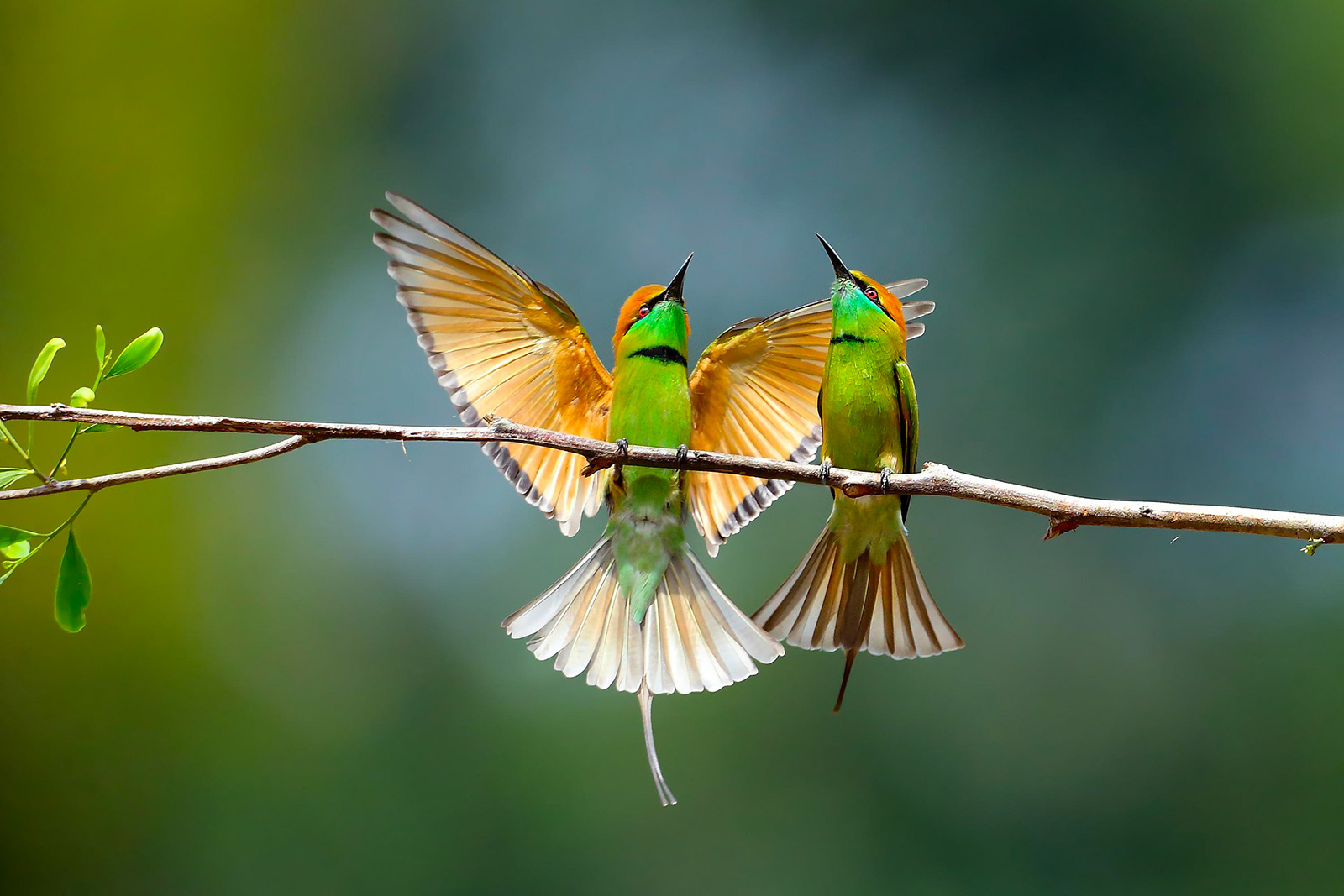 Charles Payraudeau Ornithological Museum