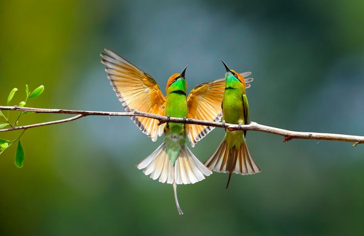 Charles Payraudeau Ornithological Museum