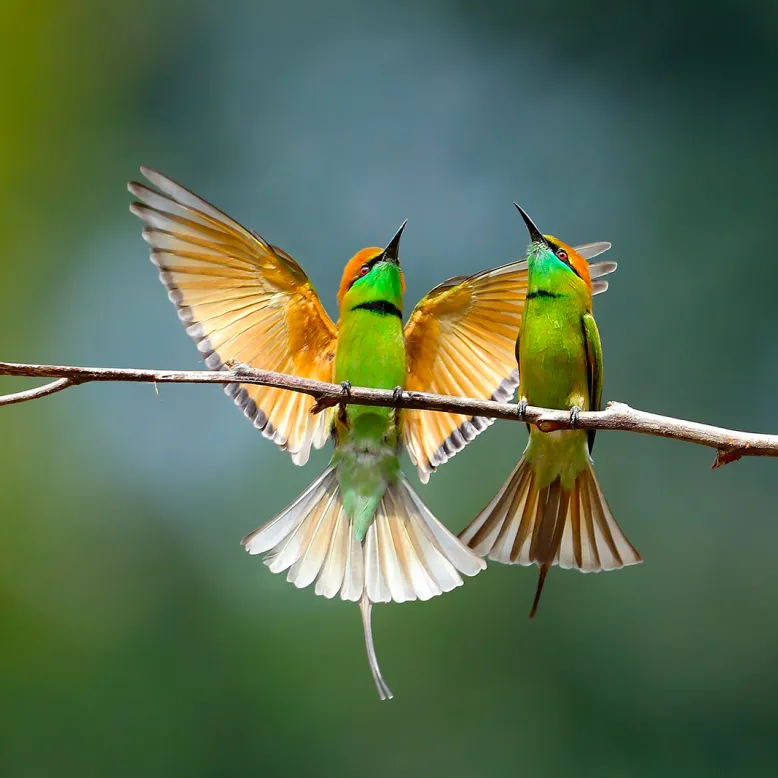 Charles Payraudeau Ornithological Museum