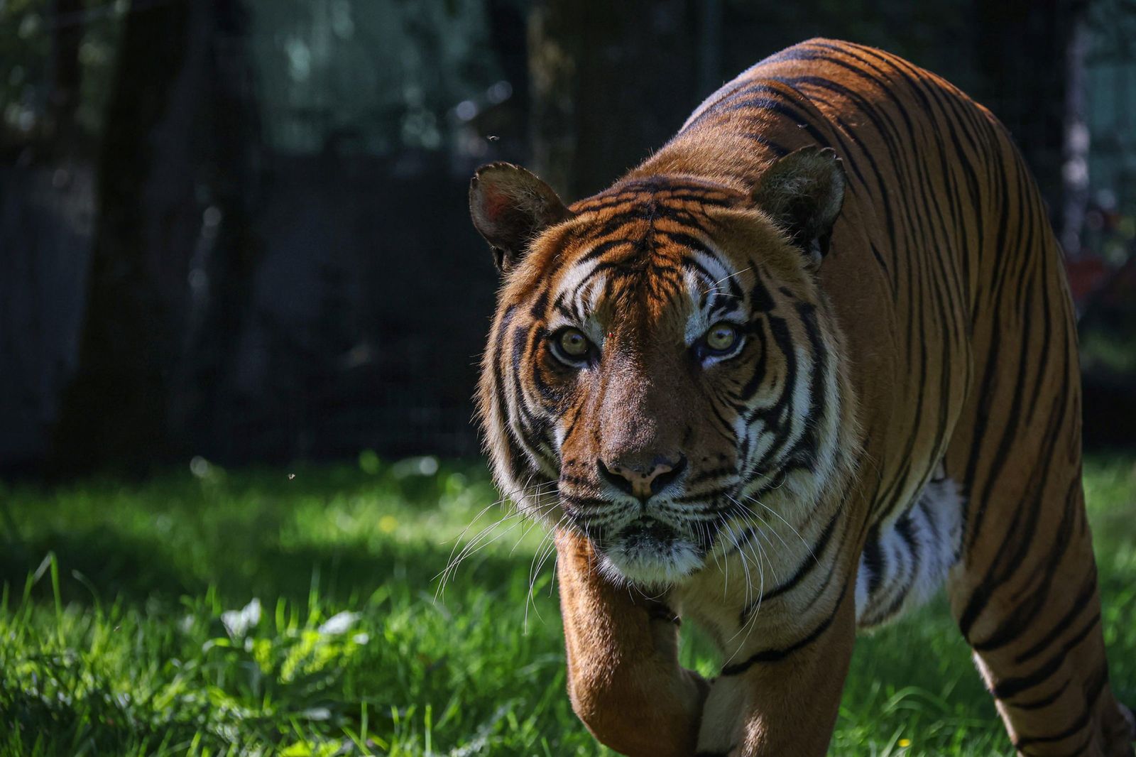 Natur’Zoo de Mervent, la promesse d’une belle  ...