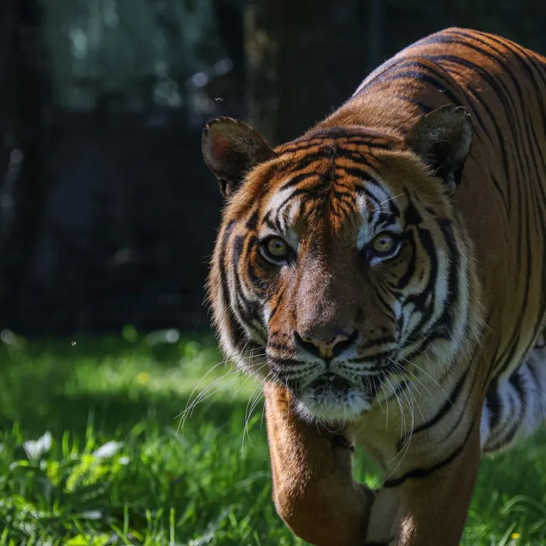 Natur’Zoo de Mervent, la promesse d’une belle ...