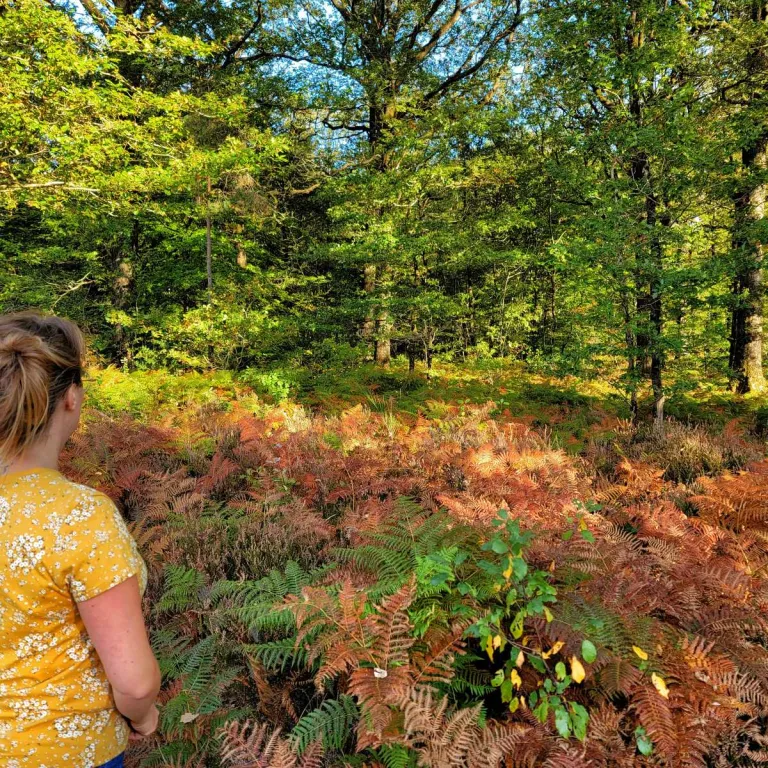 Une journée de balade dans la forêt de Mervent