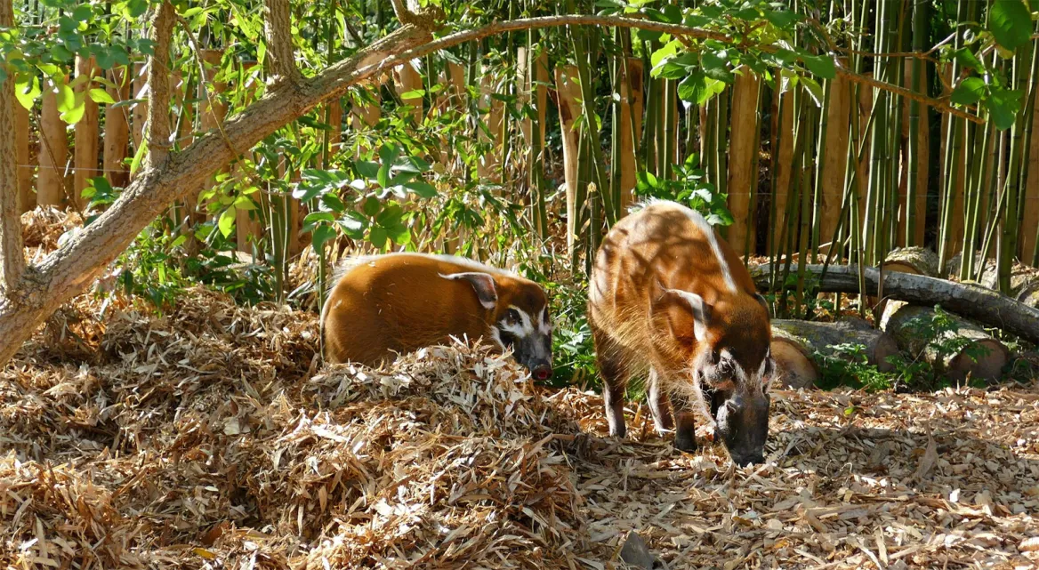 The Zoo of Les Sables d'Olonne