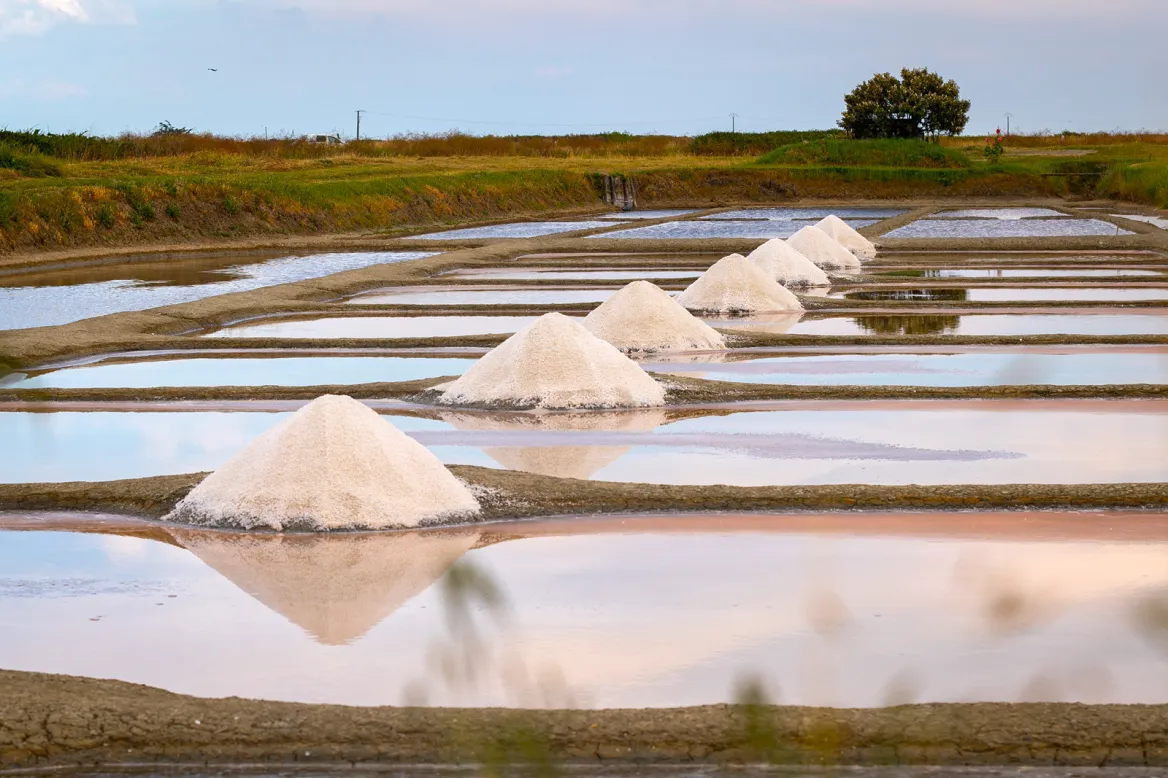 Noirmoutier salt marshes