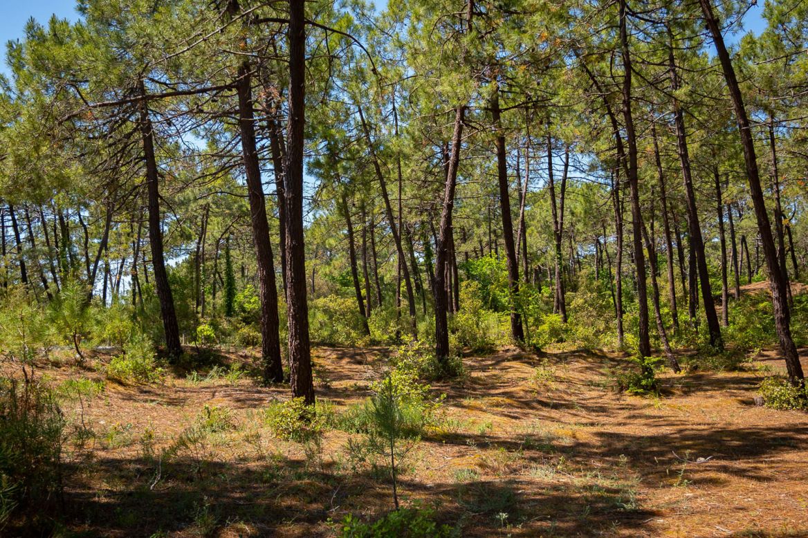 The Florentine Mount Bar