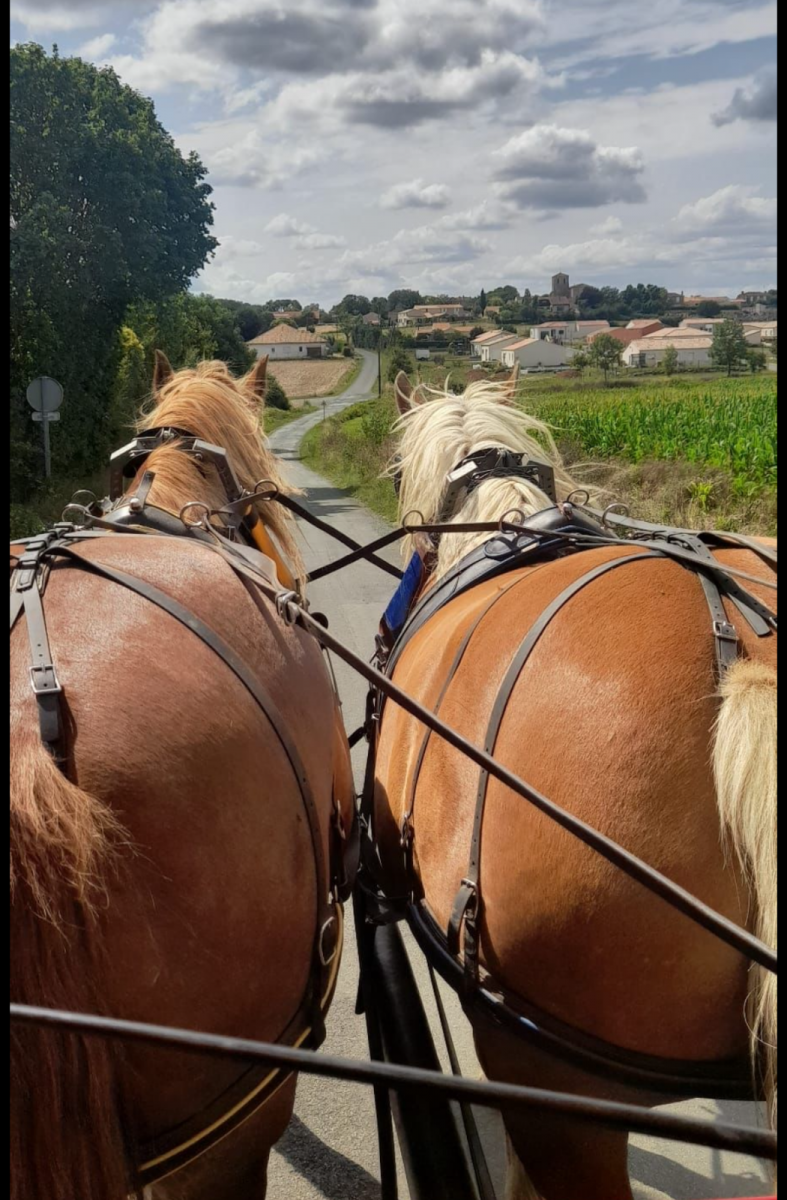 horse trailer south vendée