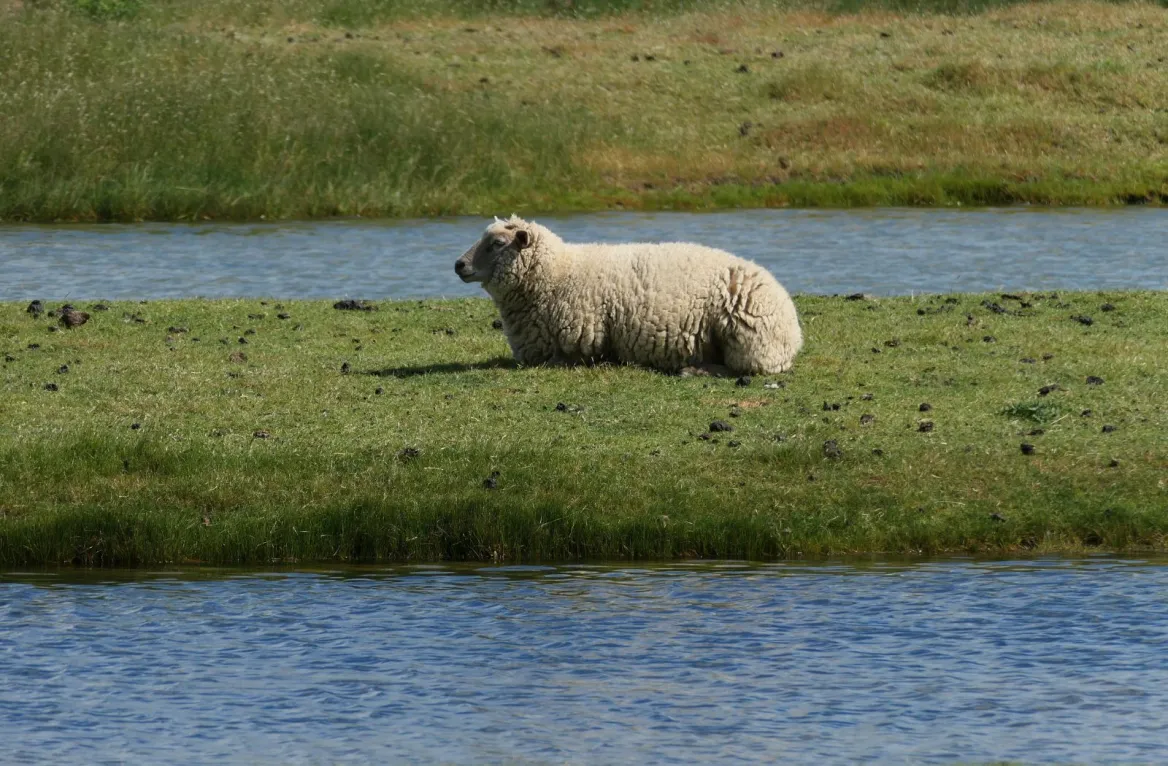 mouton marais vendée
