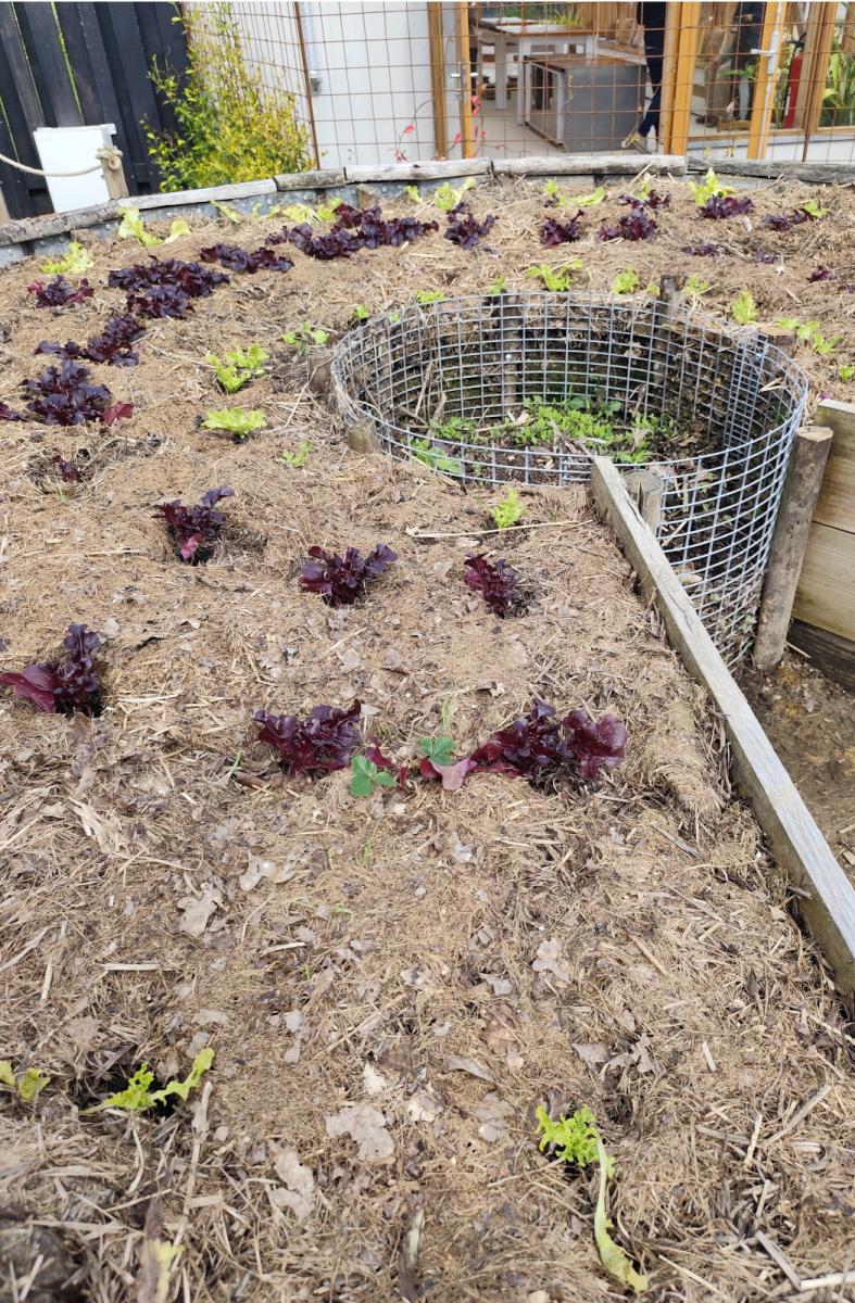 extraordinary vegetable garden